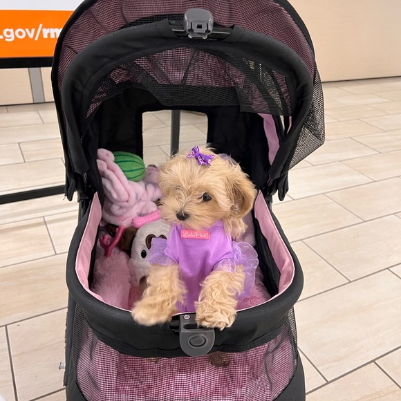 PRINCESS RAYNNE 💗💗💗 - Picture 6 of 17